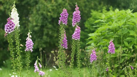 Foxgloves-blooming-in-the-field