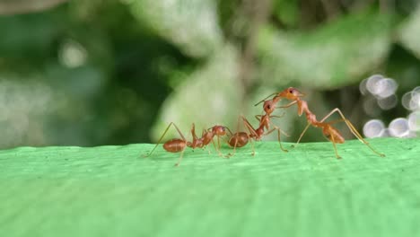 Ants-Life-With-Bokeh-Background