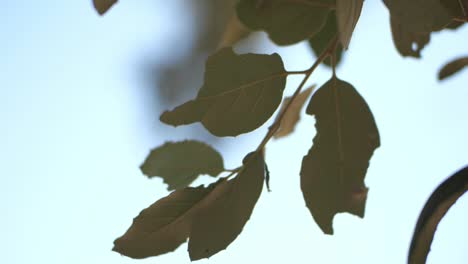 Delicate-Green-Leaves-In-Depth-Of-Field.-Slow-motion