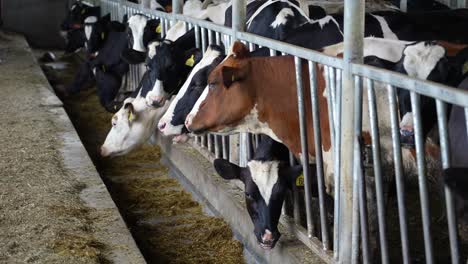 Long-shot-of-herd-of-Holstein-and-Jersey-heifers-eating-feed-from-trough