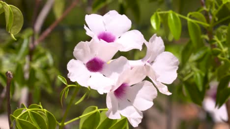 close-up-shot-of-wild-pink-bower-vine-flowers-moving-in-the-wind