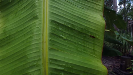 Nahaufnahme-Eines-Bananenbaumblattes,-Das-Nach-Einem-Sommerregen-Hängt