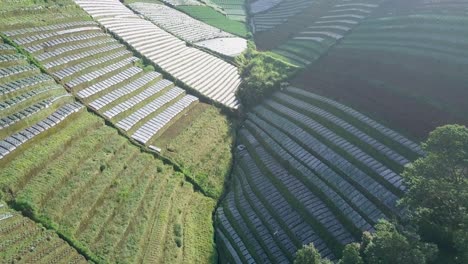 Aerial-flyover-plantation-fields-downhill-and-border-between-sunlight-and-shadow-in-Asia