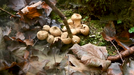 Young-girl,-unrecognizable,-playing-in-forest-and-popping-puffball-mushrooms-with-stick,-HD,-childhood-fun-in-woods,-outdoor-playing,-handheld