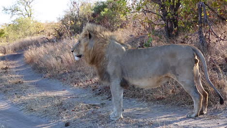 Close-full-body-profile-shot-of-a-male-lion-standing-on-a-path-outdoors