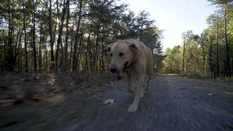 Closeup-of-running-yellow-Labrador-Retriever-running-up-a-dirt-road-in-the-country-with-the-sun-glinting-through-the-trees