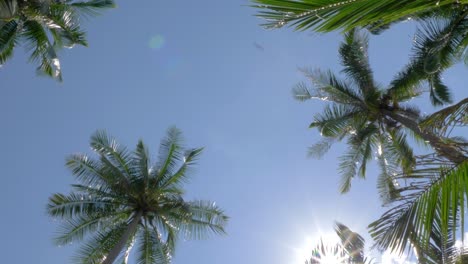 Straight-up-shot-of-palm-trees-with-the-sun-coming-through-the-leaves,-with-lens-flare-Cropped