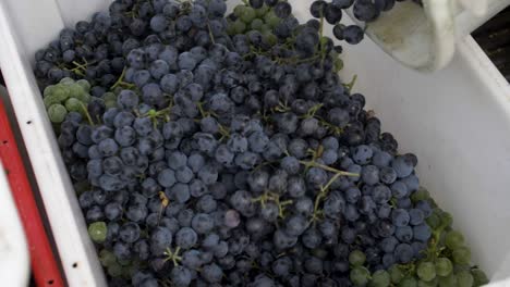 Pouring-freshly-harvested-grapes-from-a-bucket-to-a-box---180-fps-slow-motion
