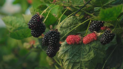 Blackberries-growing-on-thorny-vines,-ripe-and-unripe,-close-up