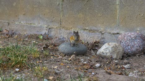 Chipmunk-running-into-frame-and-eating-on-top-of-a-rock