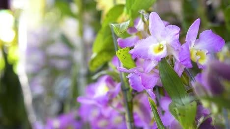 Schöne-Dekorative-Lila-Orchideenblumen-Im-Innengarten
