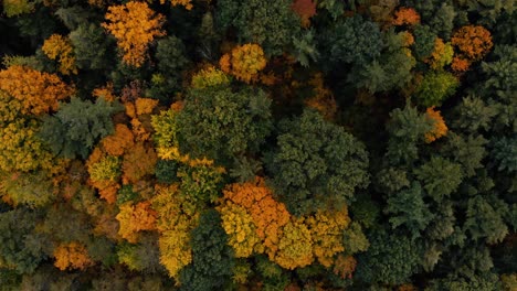 Drone-flight-over-fall-forest-in-Canada
