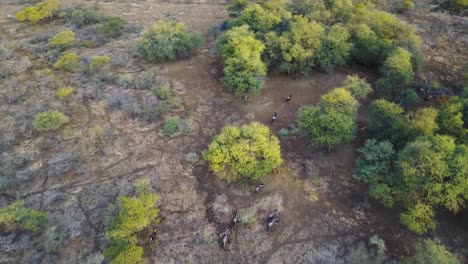 Aerial,-Wildebeest-running-in-a-line-through-the-trees-in-Botswana,-Africa
