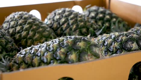 Pineapple-packing-in-a-box
Shot-On-GH5-with-12-35-f2