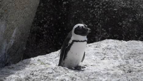 Süßer-Kleiner-Pinguin-Auf-Felsen-In-Südafrika