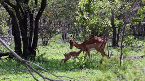 Eine-Impala-Mutter-Hört-Ein-Geräusch-Und-Kümmert-Sich-Dann-Um-Ihr-Neugeborenes-Baby