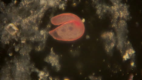 Mikroskopisch-Kleine-Blepharismen-Bewegen-Sich-Mit-Zilien