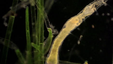 Der-Mikroskopisch-Kleine-Ringelwurz-Stylaria