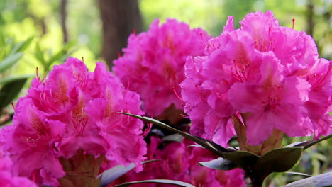 Background-of-the-Rhododendron-Beautiful-Flower