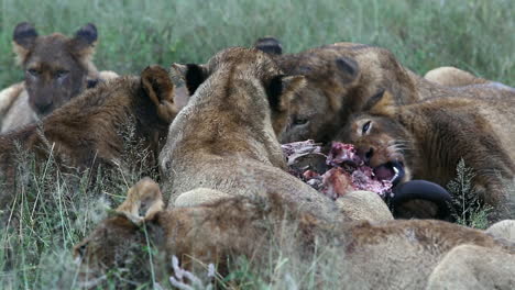 Close-up-of-a-pride-of-lions-feeding-on-large-prey-in-the-wild