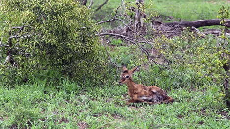 Newborn-baby-impala-tries-to-stand-up-and-slips-in-the-afterbirth-out-in-the-African-wilderness