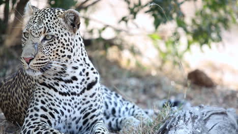 Primer-Plano-De-Un-Gran-Leopardo-Macho-Acostado-Y-Mirando-Alrededor-En-El-Parque-Nacional-Greater-Kruger,-Sudáfrica