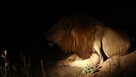 León-Macho-Salvaje-Rugiendo-En-La-Oscuridad-De-La-Noche-Panthera-Leo---Capturado-En-El-Parque-Nacional-Greater-Kruger