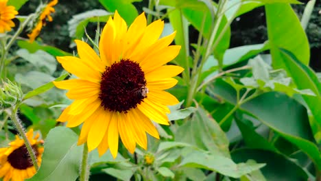 Honigbiene-Auf-Sonnenblume---Nahaufnahme