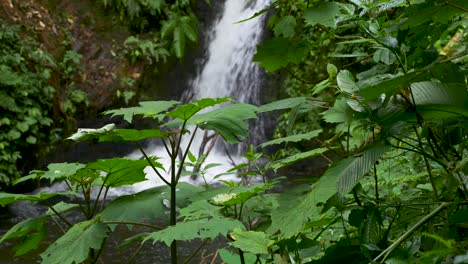 Cascada-En-El-Bosque-En-Costa-Rica