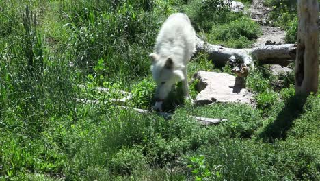 Un-Lobo-Solitario-Caminando-Y-Deambulando-Por-La-Naturaleza-Disfrutando-Del-Bosque