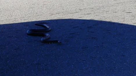 Dramatic-footage-of-a-snake-crossing-the-road-in-traffic-ready-as-a-vehicle-as-it-passes-over-the-snake
