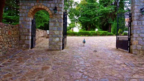Colorful-peacock-majestatically-enters-through-gate-of-stone-Monastery-of-Saint-Naum-of-Ohrid-in-Macedonia