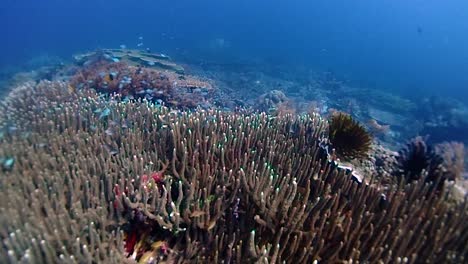 Eine-Tischkoralle-Mit-Winzigen-Fischen,-Die-Sich-In-Den-Acropora-Korallen-Verstecken