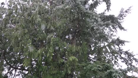 Copos-De-Nieve-Cayendo-En-Cámara-Lenta-Cerca-De-Los-árboles