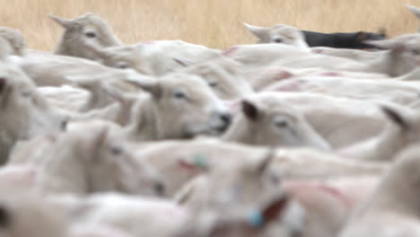Close-up-shot-of-herd-of-sheep-being-maneuvered-by-dogs