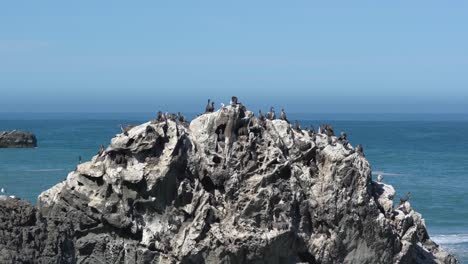 Spotted-shag-birds-on-a-rock