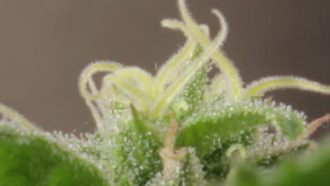 Zooming-in-on-a-green-female-indica-flowered-marijuana-apical-bud-with-visible-pistils-and-milky-trichomes