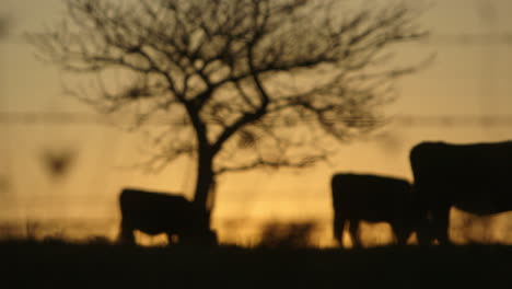 Silhouette-Von-Kühen-Auf-Einem-Feld-Neben-Einem-Großen-Kahlen-Baum-Mit-Dem-Sonnenuntergang-Im-Hintergrund
