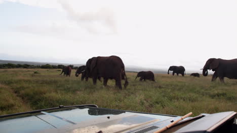 Una-Manada-De-Elefantes,-Paseo-Loxodonta-Africana