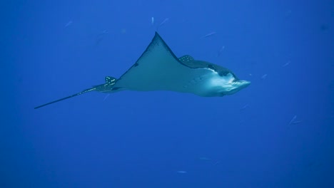 An-majestic-eagle-ray-are-calmly-cruising-in-the-current
