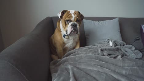 Ein-Junger-Englischer-Bulldoggenwelpe-Sitzt-Allein-Auf-Einer-Grauen-Couch-Mit-Mürrischem-Gesicht