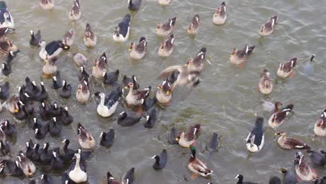 spot-billed-ducks,-common-coots,-comb-ducks,-shel-ducks,-mallard-ducks-all-species-of-ducks-together-having-grains-and-foods-in-lake-near-a-lake-shore-in-India-I-Species-of-ducks-in-lake-stock-video