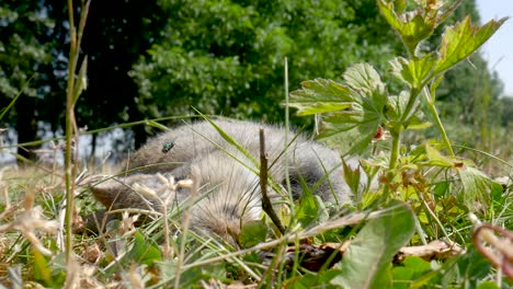 Ein-Totes-Kaninchen,-Das-Im-Gras-Liegt,-Eine-Fliege,-Die-Herumfliegt-Und-Auf-Seinem-Auge-Landet