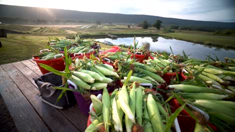 Baskets-of-freshly-picked-corn-at-sunrise-at-a-farm