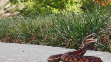 Defensive-red-sided-garter-snake-watches-someone-walk-by-in-the-grass