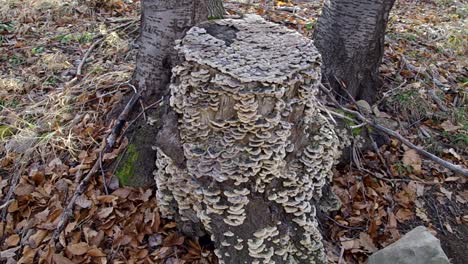 Scrawled-wood.-Wildwood-mushrooms.-Autumn-beech-forest