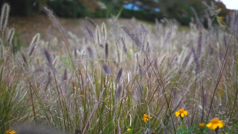 Pan-on-High-grass-stems-waving-under-the-wind