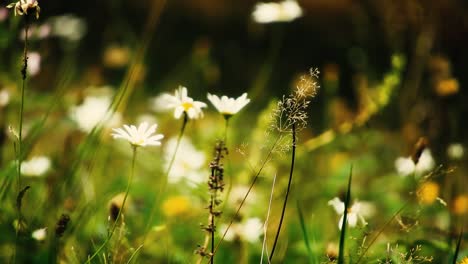 Wind-Durch-Gras-Und-Blumen-An-Einem-Frühlingstag