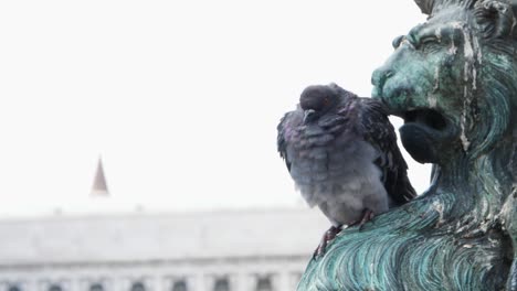 Pigeon-bird-sitting-and-fluttering-on-rusted-aqua-statue-at-St-Marks-Square,-Venice,-Italy
