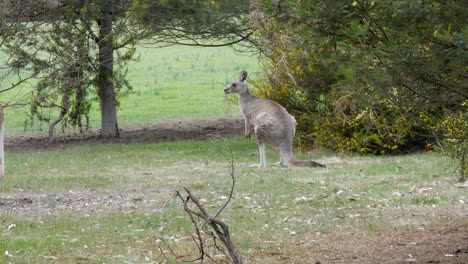 Kangaroo-laying-in-the-grass,-stands-up,-scratches-then-hops-off
